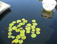 Water Lilies
